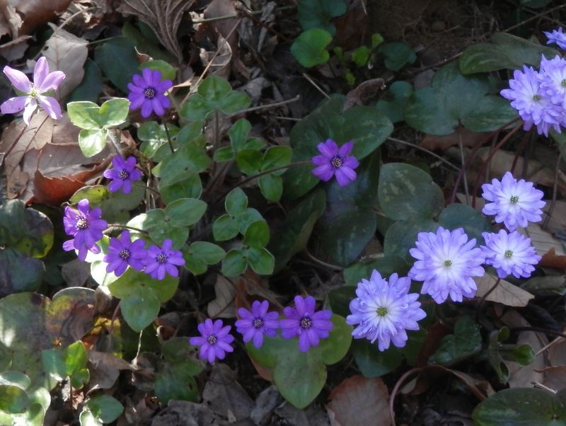 城山かたくりの里 -- ユキワリソウ（花と葉のサイズが比例？）