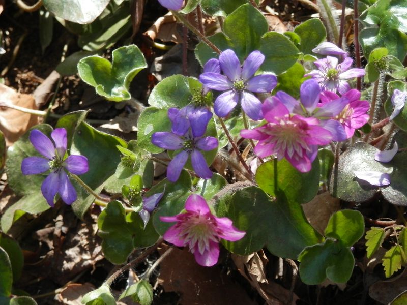 城山かたくりの里 -- ユキワリソウ（花が重そう）