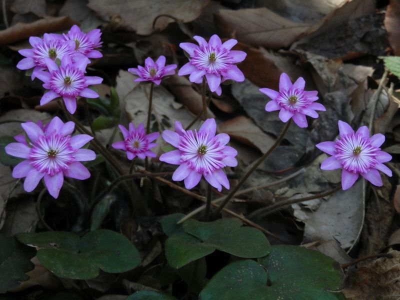 城山かたくりの里 -- ユキワリソウ（凛として）