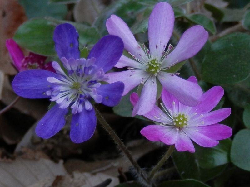 城山かたくりの里 -- ユキワリソウ（トリオ）