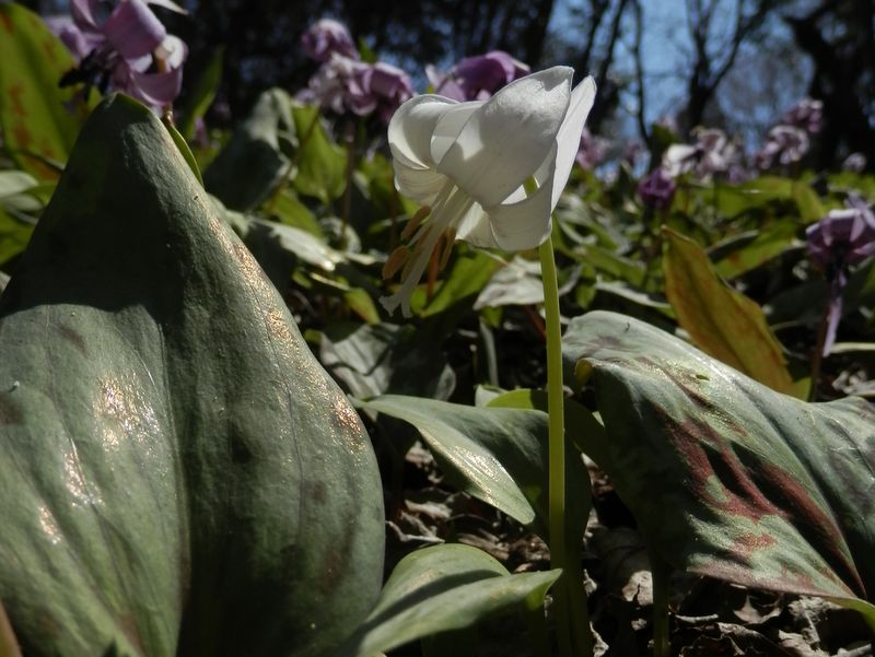 城山かたくりの里 -- 白花のカタクリ