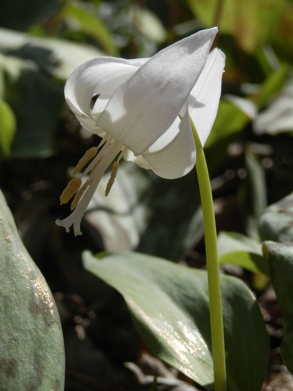 城山かたくりの里 -- 白花のカタクリ