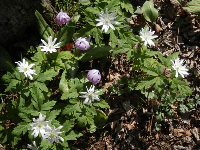 城山かたくりの里 -- キクザキイチゲとカタクリ