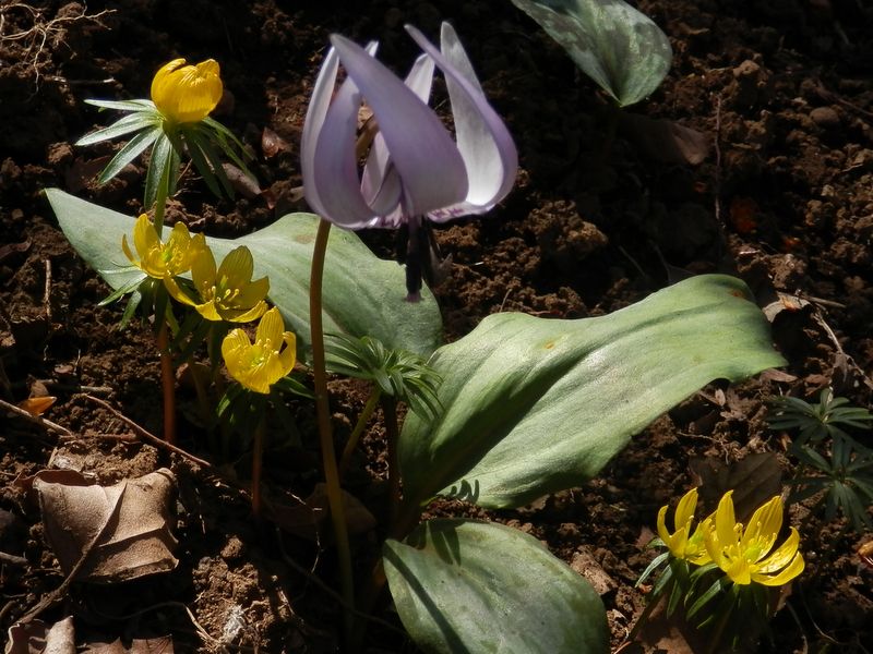 城山かたくりの里 -- キバナセツブンソウとカタクリ