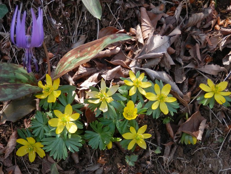 城山かたくりの里 -- キバナセツブンソウとカタクリ
