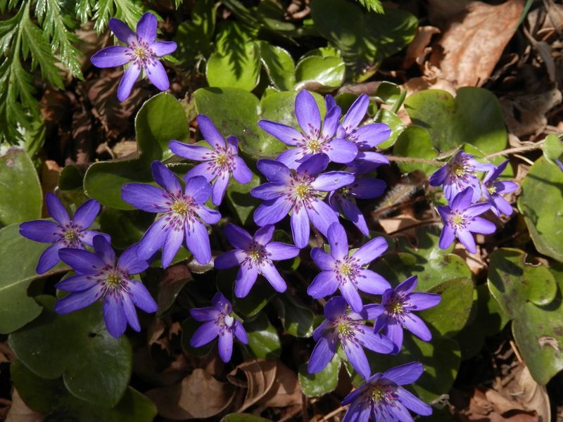 城山かたくりの里 -- ユキワリソウ（青紫）