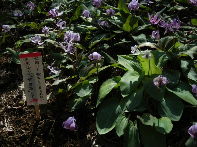 城山かたくりの里 -- 酔白花カタクリ