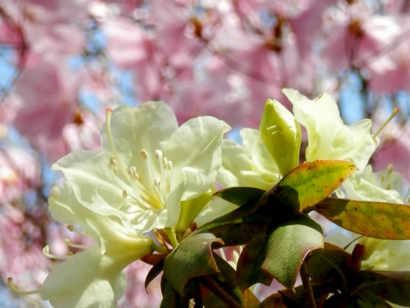 城山かたくりの里 -- ヒカゲツツジとアカヤシオ