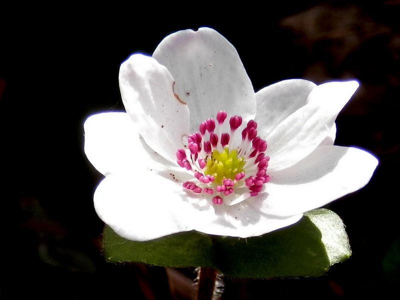 城山かたくりの里 -- ユキワリソウ（クローズアップ）