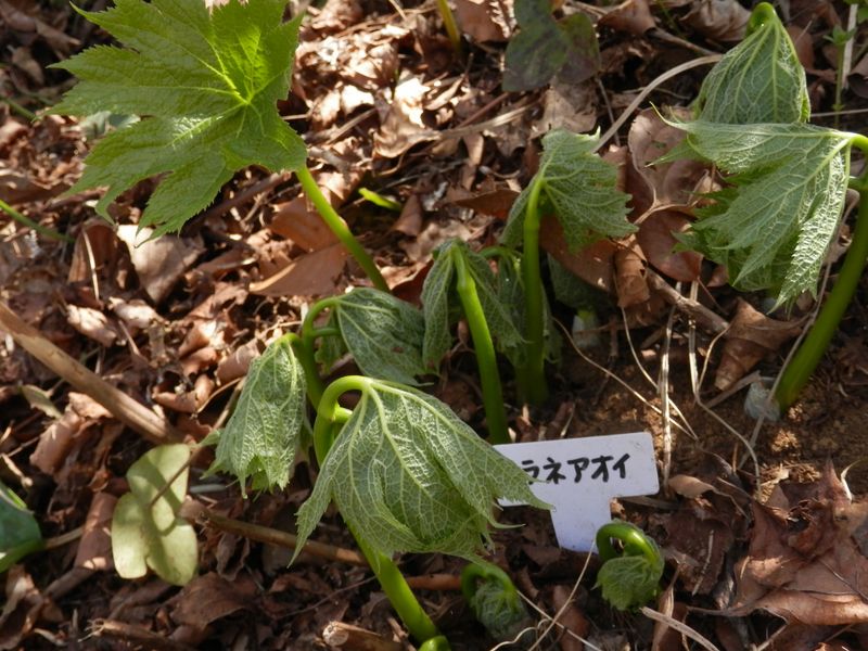 城山かたくりの里 -- シラネアオイ（葉と葉柄のみ）