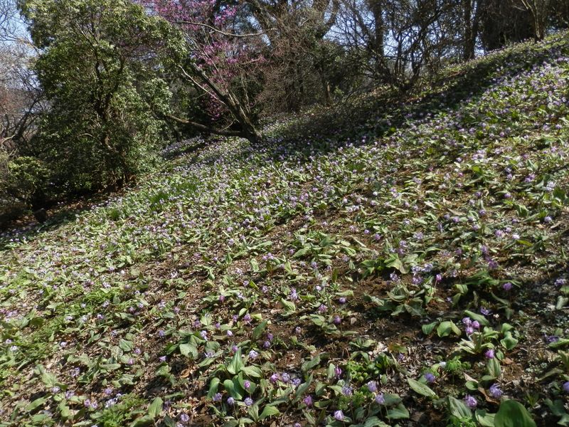 城山かたくりの里 -- よく殖えましたね