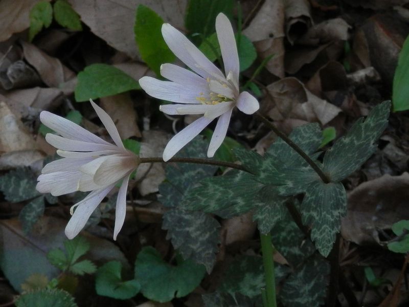 城山かたくりの里 -- 雪割イチゲ