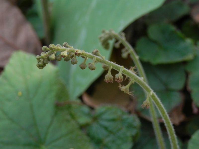 城山かたくりの里 -- チャルメルソウ