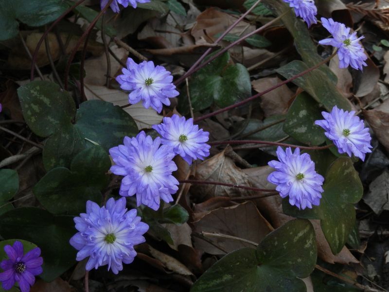 ユキワリソウ（花茎が長いのは日光を求めて？）
