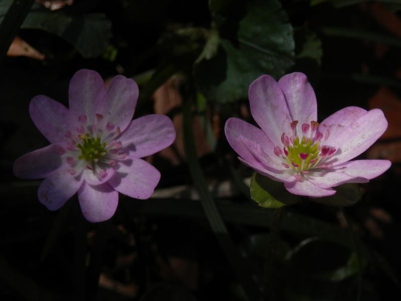 城山かたくりの里 -- ユキワリソウ（ピンク）