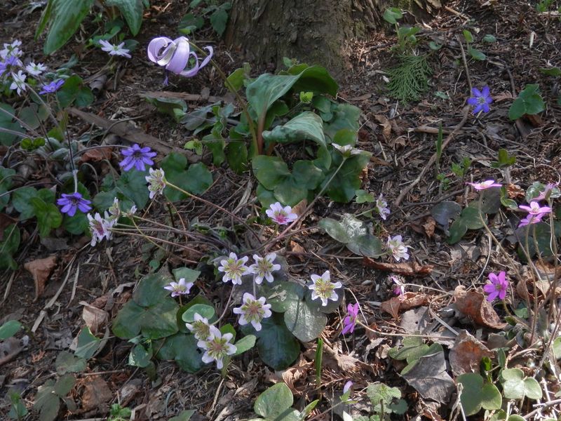 城山かたくりの里 -- ユキワリソウほか