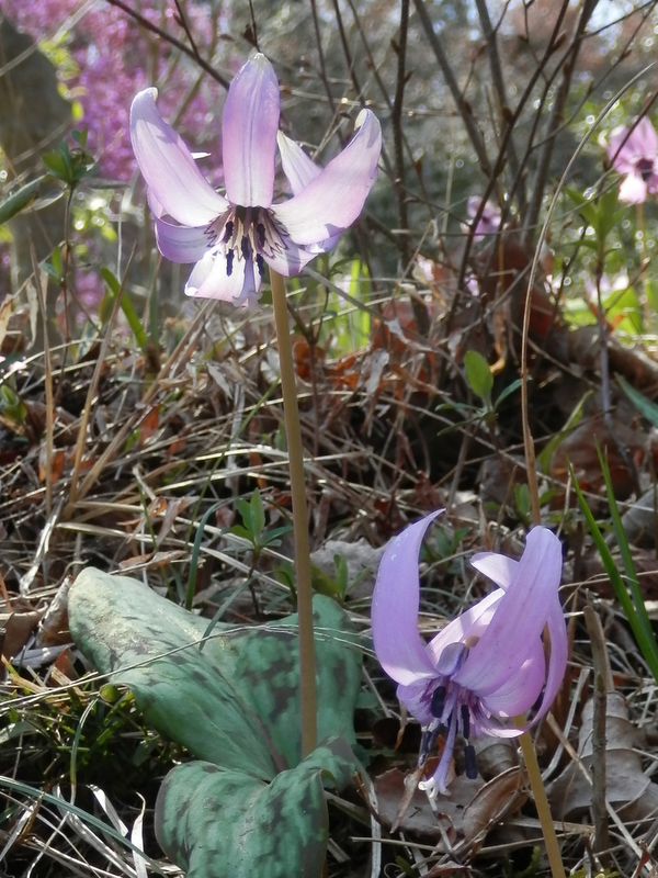 城山かたくりの里 -- カタクリ