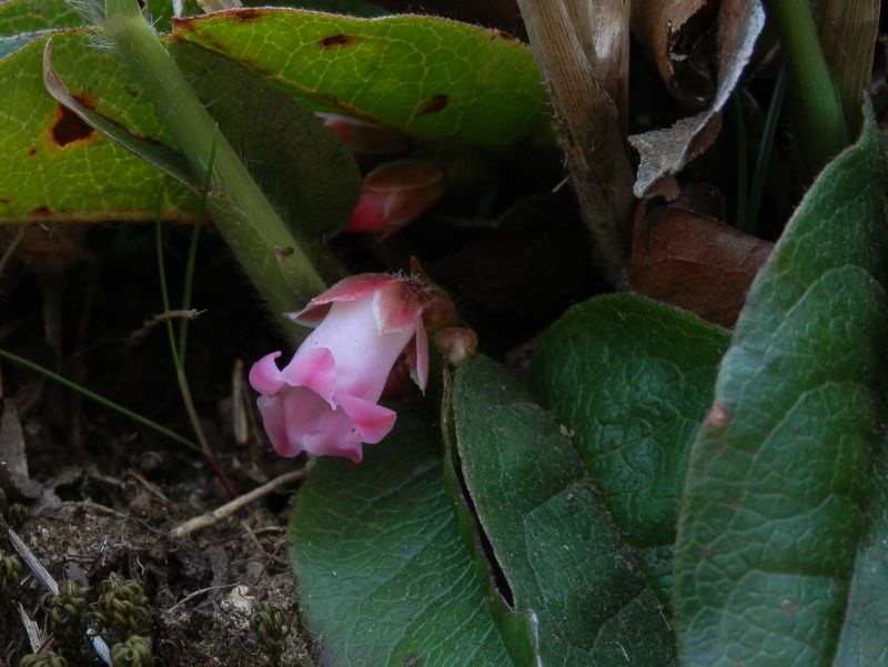 城山かたくりの里 -- イワナシ