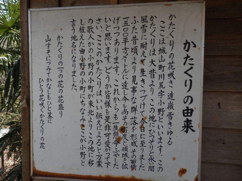 城山かたくりの里 -- かたくりの由来