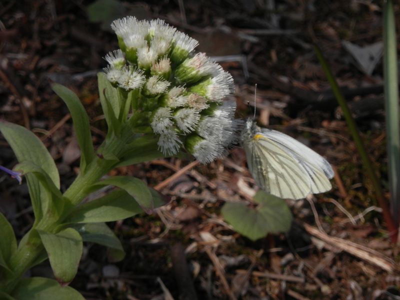 フキノトウとスジグロシロチョウ