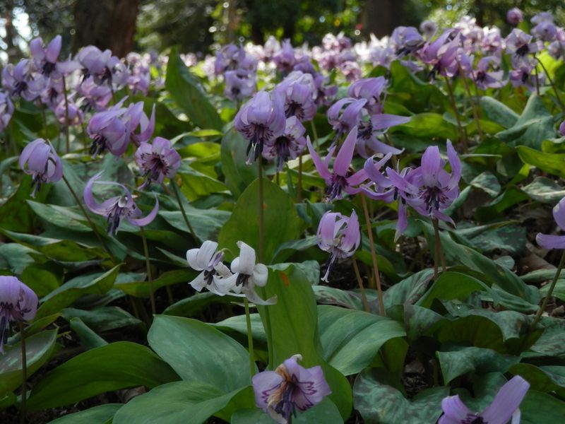 わずかながら、白花のカタクリも