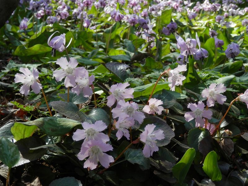 イワウチワも満開