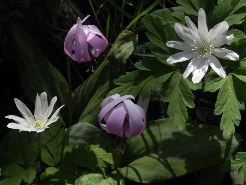 キクザキイチゲとカタクリ