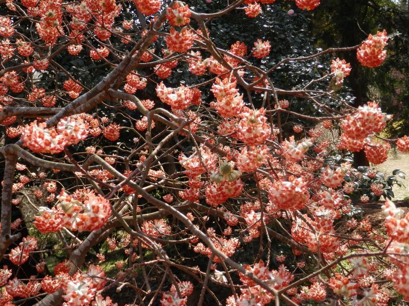 アカバナミツマタも満開