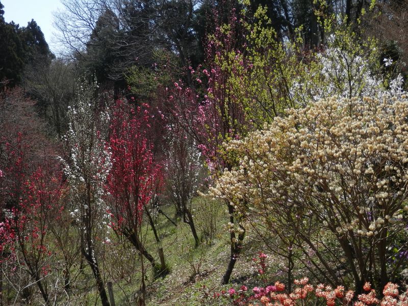 ほうき桃は七分咲き