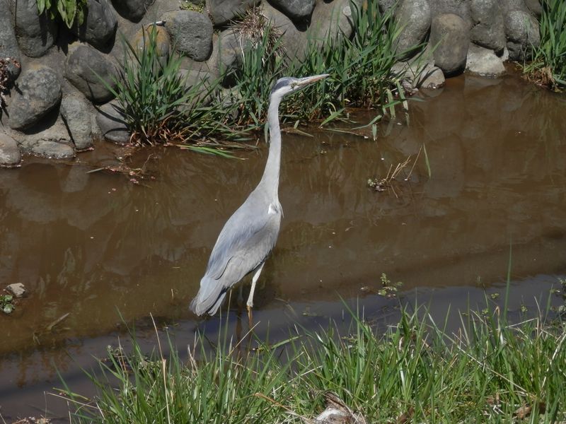 近くの小川にいたアオサギ