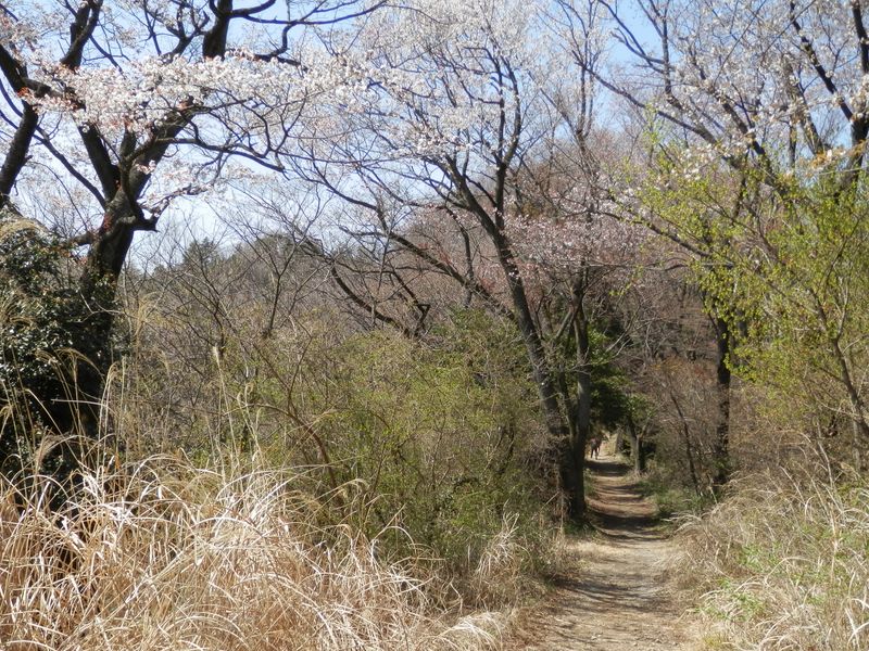 ツツジのトンネル付近のヤマザクラ