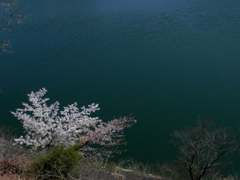 あの桜の木には行けない