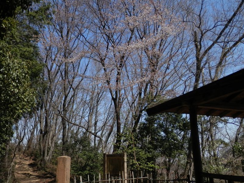 「はなさき休憩所」の花