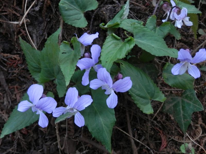 ナガバノスミレサイシン、だと思う