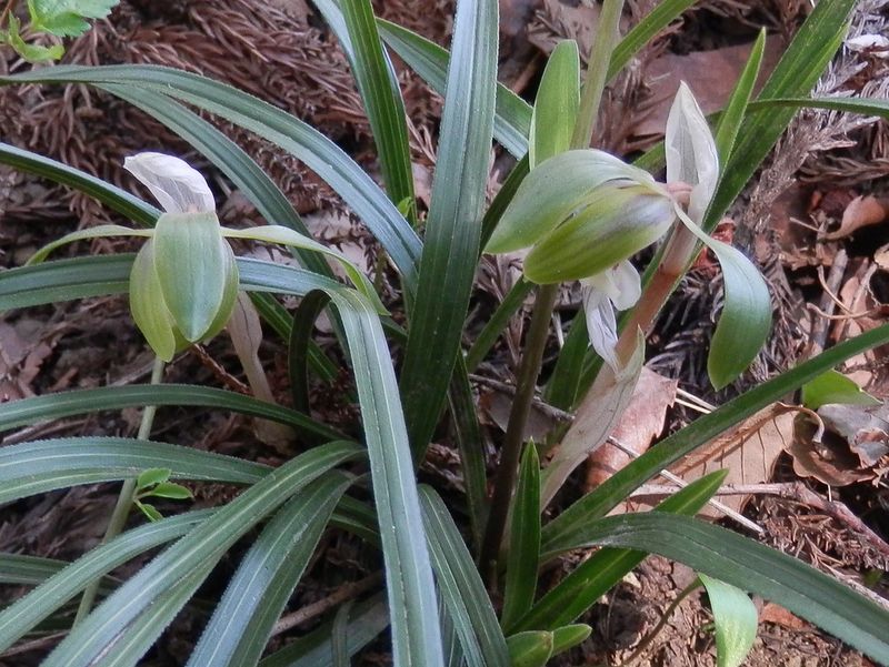 やっと見つけたシュンラン