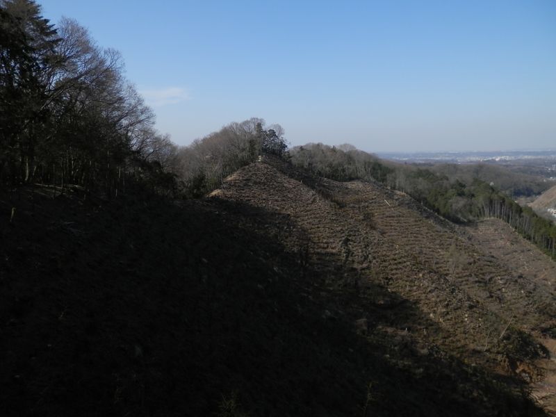見晴らしのよい伐採地の上に出る
