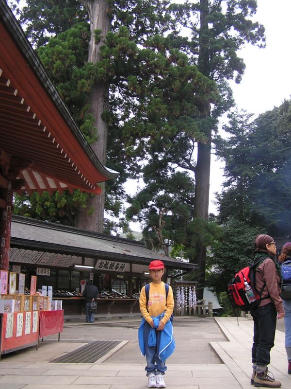 高尾山 -- 杉のように真っ直ぐ育て