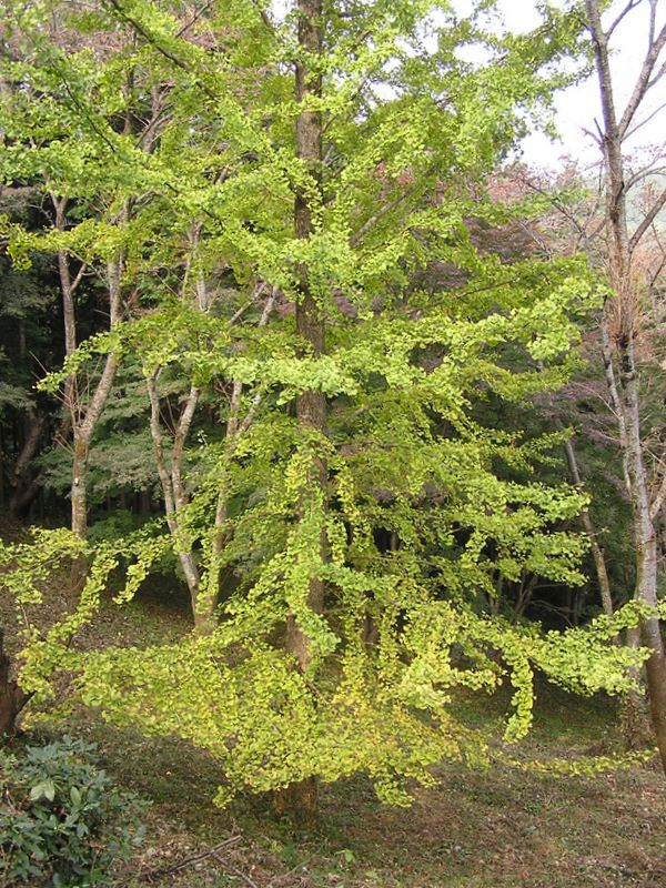 高尾山から城山 -- イチョウの木を剪定しないと、こうなるんですね