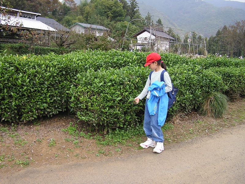 高尾山から城山 -- 茶の木をまじまじと見る