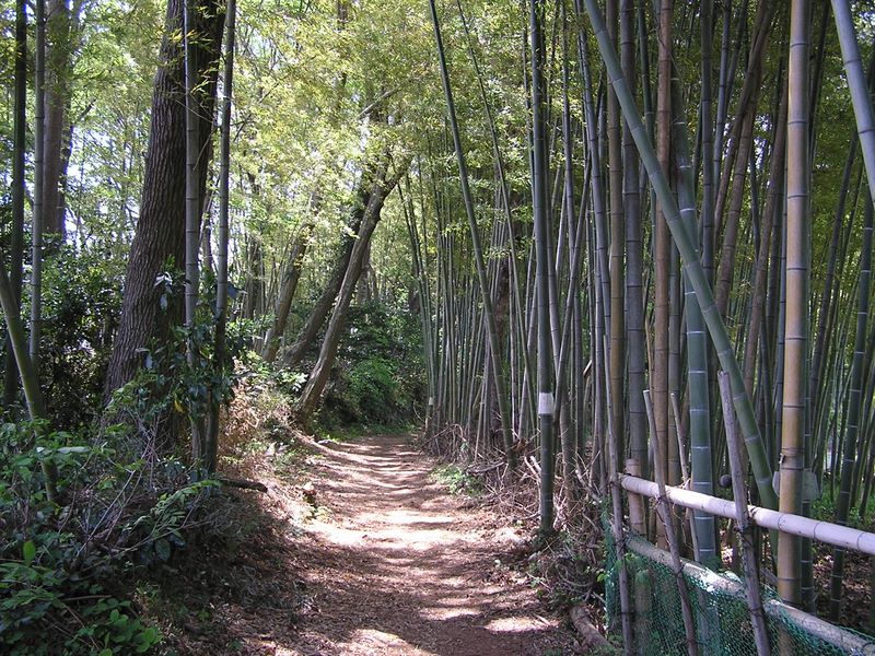 城山湖 -- ハイキングコースの始めは竹林から