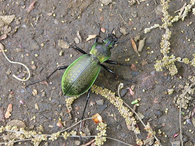 城山湖 -- 緑色に輝く体を持つアオオサムシ