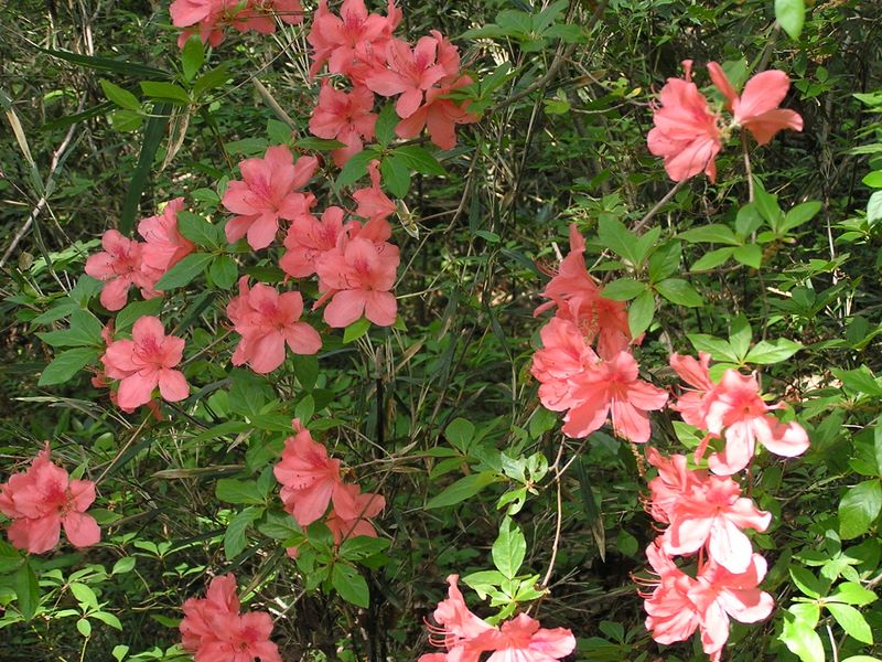 城山湖 -- 新緑の海に咲くヤマツツジ