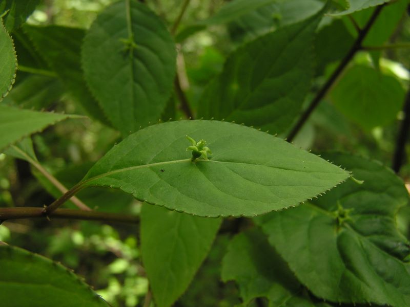 城山湖 -- ハナイカダ