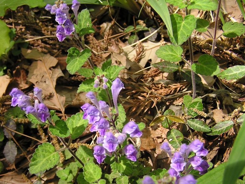 城山湖 -- タツナミソウ（種名は何でしょう？）