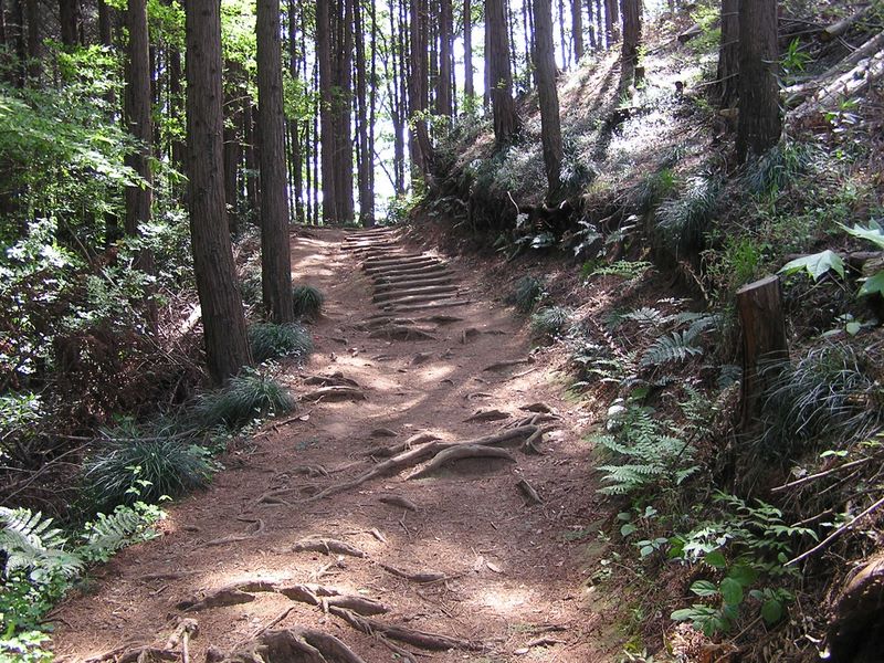 城山湖 -- このあたり、ヒノキの匂いに酔いそうだった