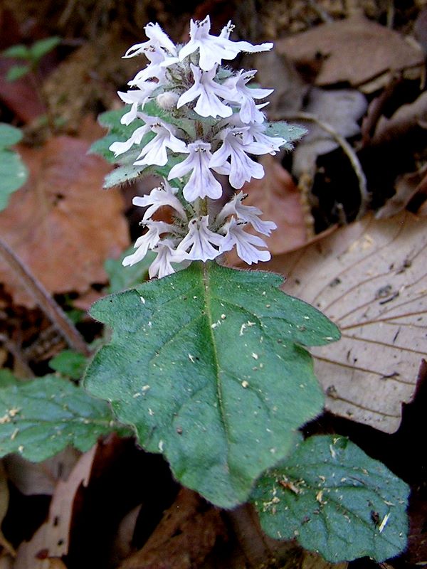 城山湖 -- ジュウニヒトエ