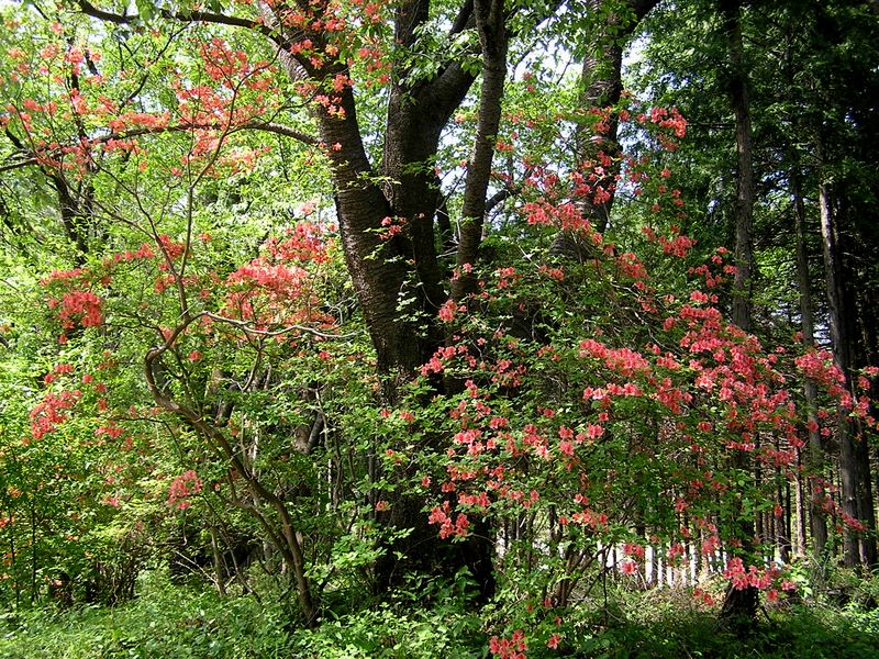 城山湖 -- ヤマツツジ並木入口