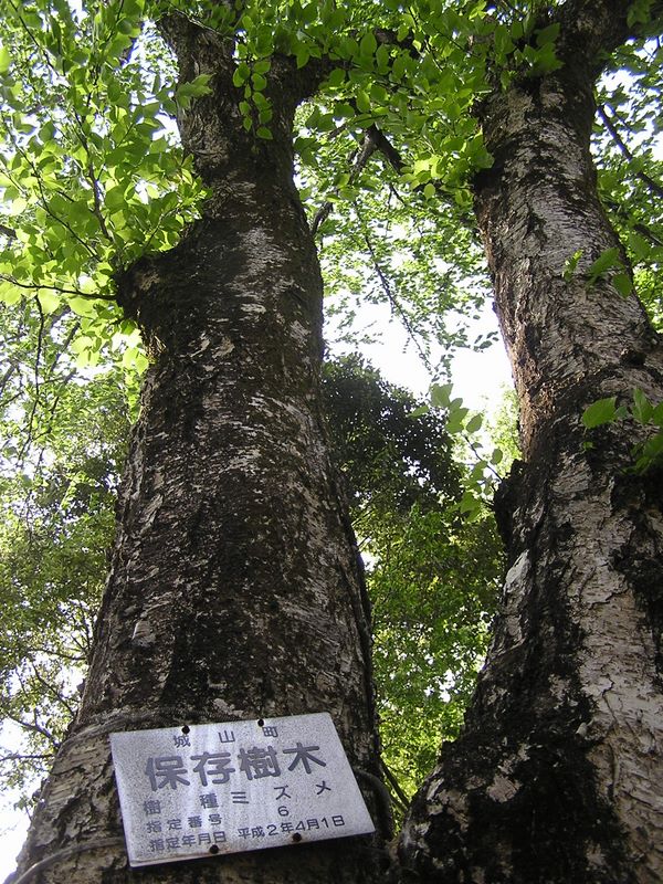 城山湖 -- 金刀比羅宮境内のミズメは双樹の形
