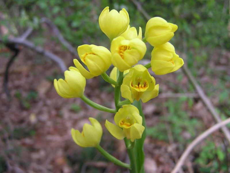 城山湖 -- 暗い森林でひときわ鮮やかなキンラン