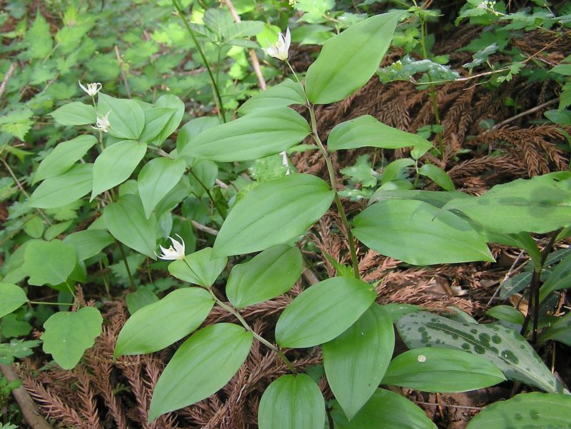 城山湖 -- チゴユリ